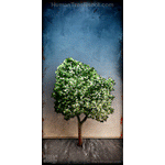 0048 Wood Panel Rectangle - Shadow Tree 2