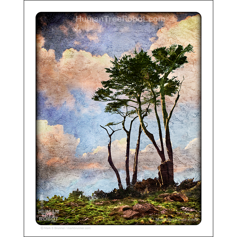 NP-11 Matte Paper Print 8x10" - Cypress Trees Clouds