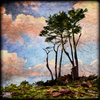 NWPS-11 Wood Panel Square - Cypress Trees Clouds