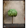 0066 Borderless Print - Shadow Tree Solo