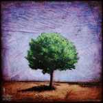 0015 Wood Panel Square - Hilltop Tree Solo